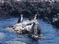 Galpagos Penguins